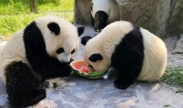 娱乐吃瓜大熊猫视频下载,萌态可掬萌翻网友