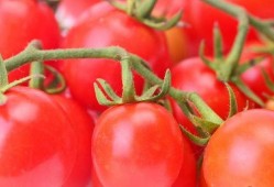 娱乐圈番茄小说吃瓜,番茄小说中的吃瓜盛宴，揭秘明星背后的秘密